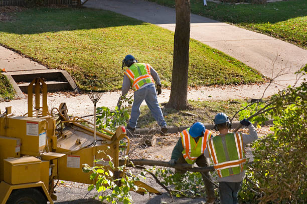 Best Emergency Tree Removal  in Village Green, NY