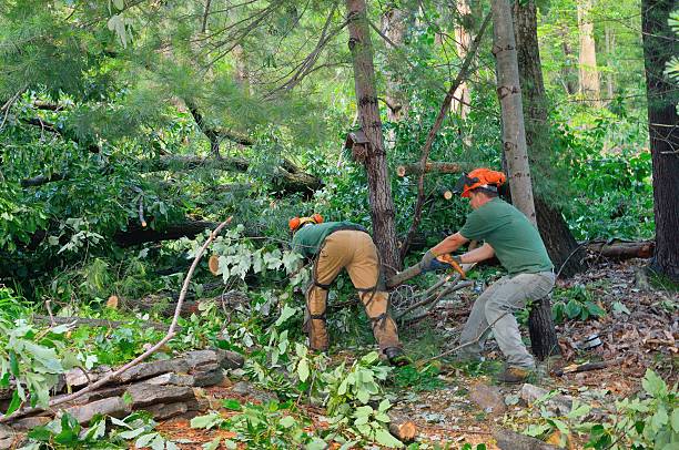  Village Green, NY Tree Services Pros