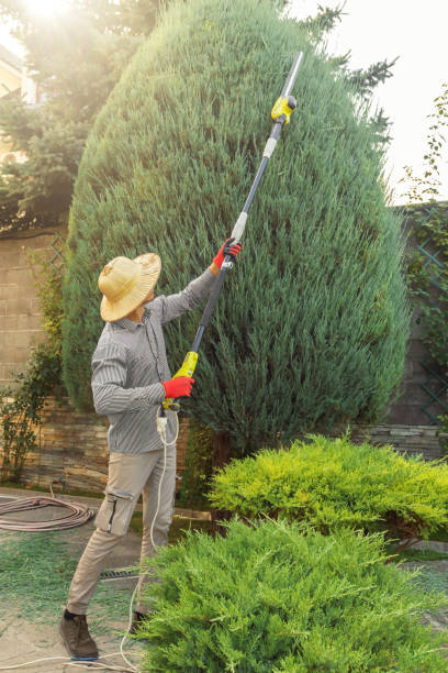How Our Tree Care Process Works  in  Village Green, NY