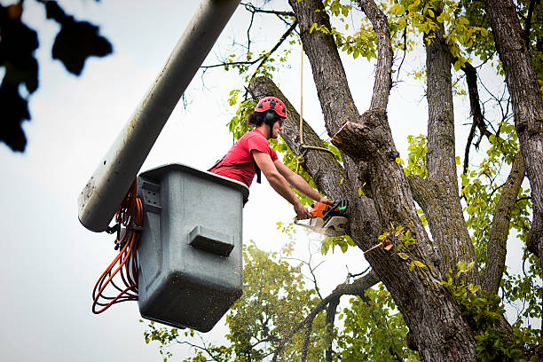 Best Tree Mulching  in Village Green, NY