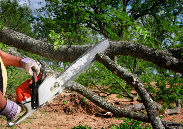 Best Tree Disease Treatment  in Village Green, NY