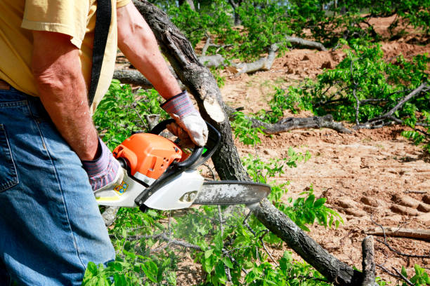 Best Stump Grinding and Removal  in Village Green, NY
